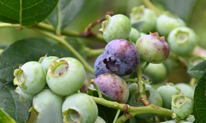Vaccinium corymbosum plant - Earth Day Invasive Species Removal event.