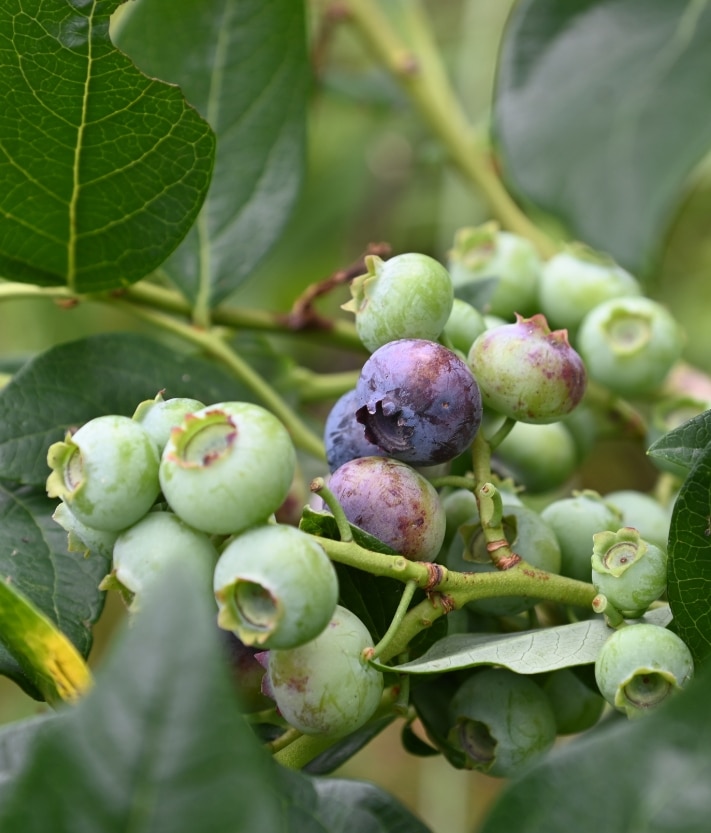 Earth Day Event Feature Vaccinium corymbosum plant - Earth Day Invasive Species Removal event.