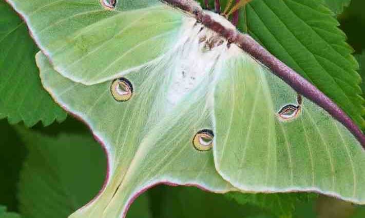 Moth.