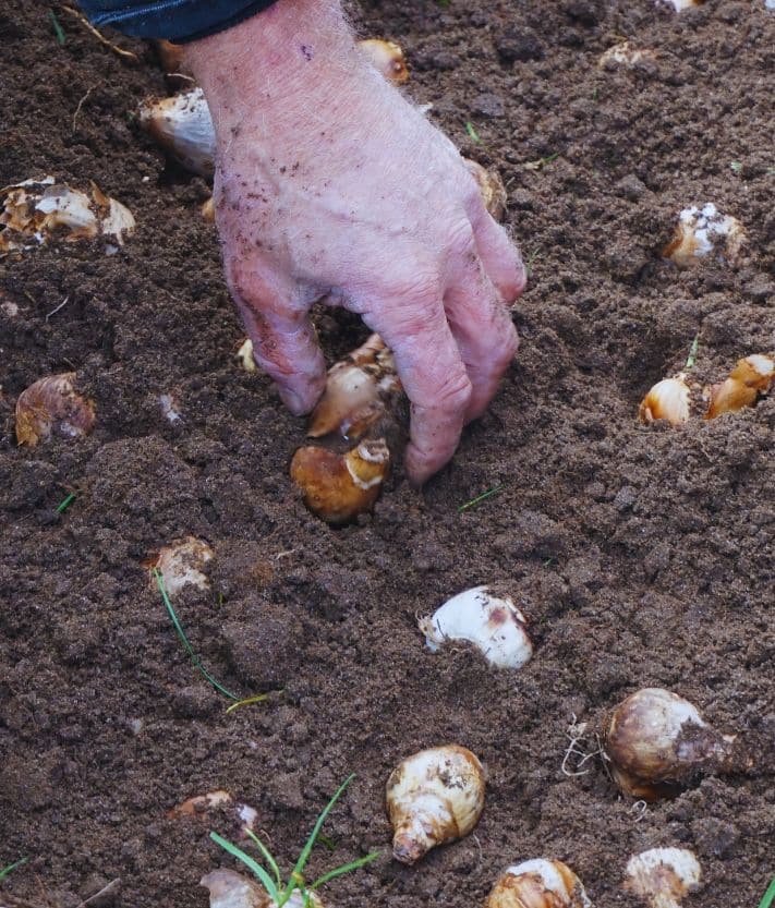 Bulb planting with Sustainability.