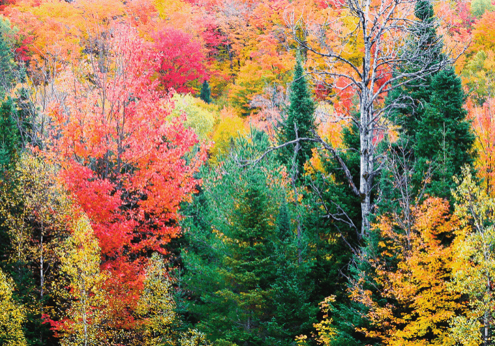 Autumn Retreat Feature