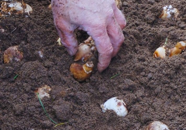 Bulb planting with Sustainability.