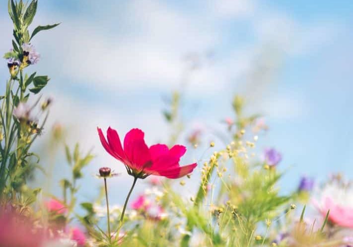 Spring plant sale.